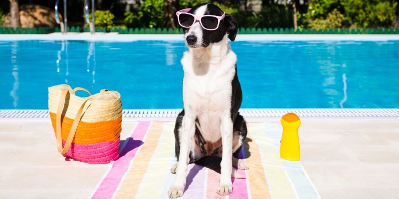 Black and white dog wearing sunglasses sits beside a swimming pool on a beach towel with fresh drinking water, illustrating summer pet safety and hydration.