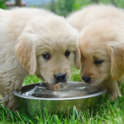 Two golden retriever puppies drink fresh water from a stainless steel bowl outdoors on a warm summer day.