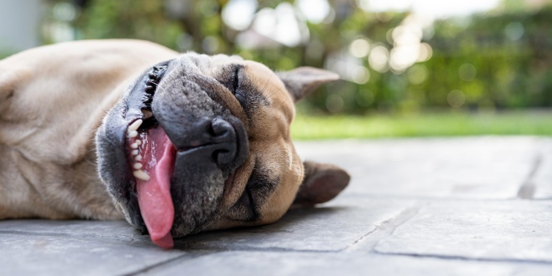 French bulldog lying on a patio with its tongue hanging out, illustrating a dog that may be overheated during hot summer weather.