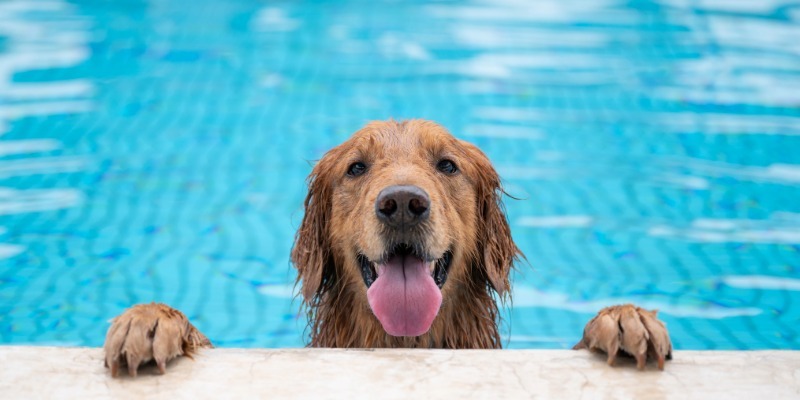 Golden retriever swimming in a pool with its front paws on the edge, illustrating safe water activities for dogs during the summer.