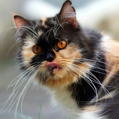 Persian cat with a flat face, representing brachycephalic breeds that are more vulnerable to heat-related illness.