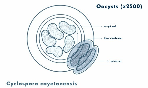Labeled diagram of a Cyclospora cayetanensis oocyst showing its wall, inner membrane, and sporocysts.