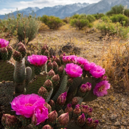 Drought-tolerant desert plants growing in an arid landscape to illustrate water-efficient landscaping